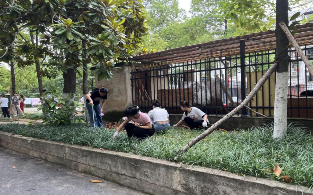 同学们戴着手套捡拾落叶