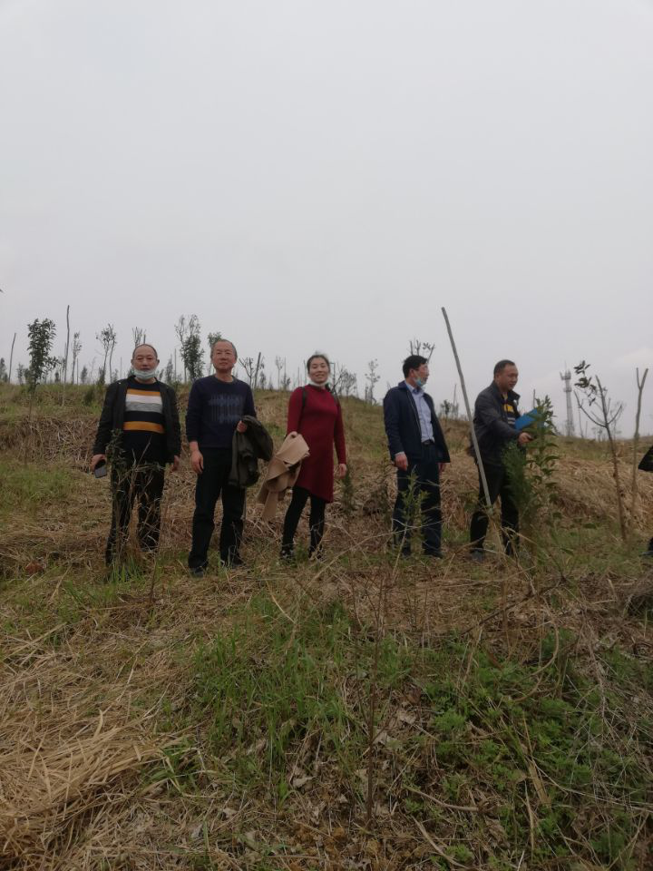 (锡矿山矿务局北区联村建绿现场)